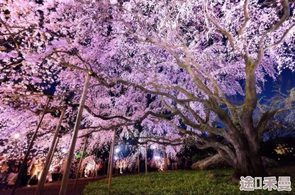 波多野一区二区三区在线春季新番上线樱花盛开的浪漫场景令人陶醉