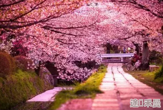 波多野一区二区三区在线春季新番上线樱花盛开的浪漫场景令人陶醉